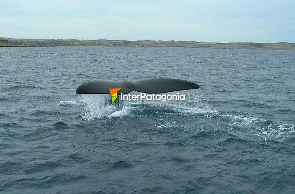 Cola en cascada - Ballenas en Patagonia