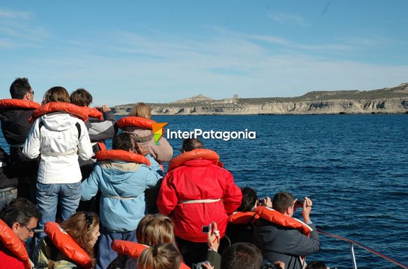 Temporada de avistajes - Ballenas en Patagonia