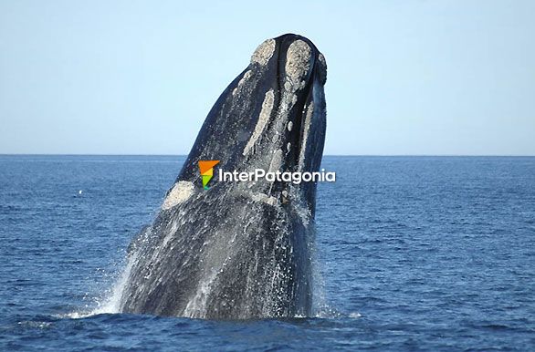 Al gran salto  - Ballenas en Patagonia