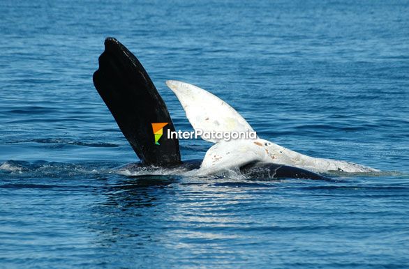 Cachorro albino sobre su madre - Ballenas en Patagonia