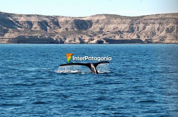 Postales del mar - Ballenas en Patagonia