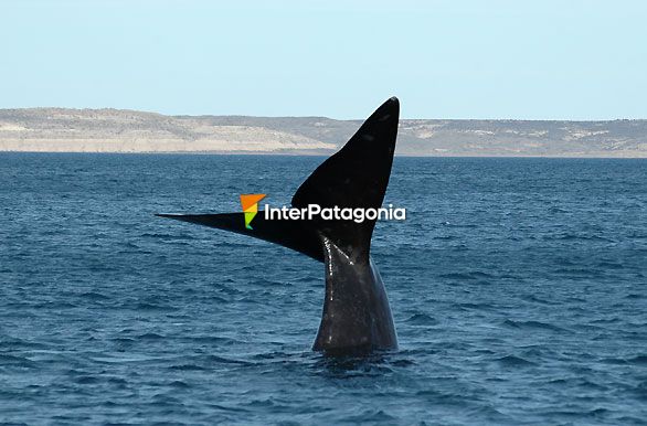 Posturas ritual - Ballenas en Patagonia