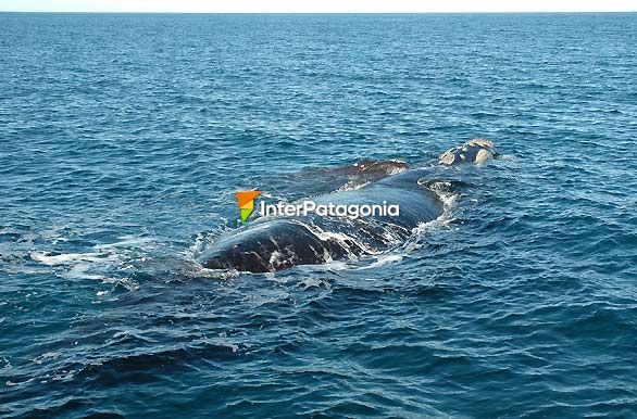 Gigantes del mar - Ballenas en Patagonia