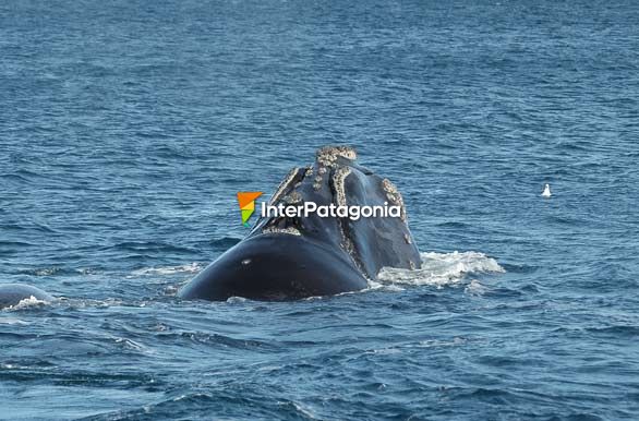 Momento de respirar - Ballenas en Patagonia