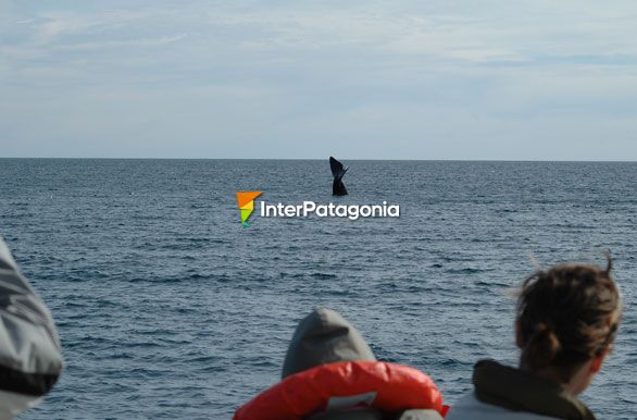 Avistaje - Ballenas en Patagonia