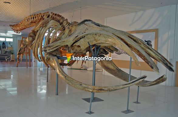 Esqueleto de la Ballena Franca - Ballenas en Patagonia