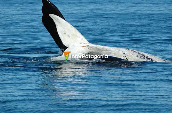 Divino contraste - Ballenas en Patagonia