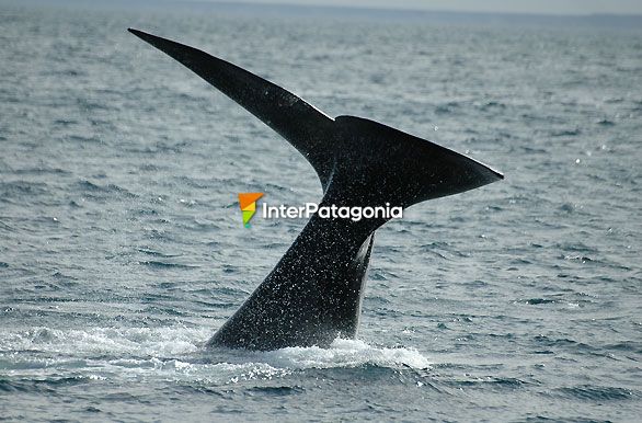 Contornos perfectos - Ballenas en Patagonia