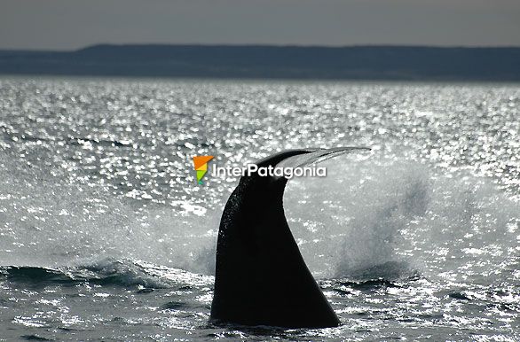 Golpes comunictivos - Ballenas en Patagonia