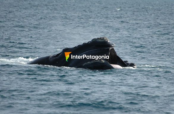 Barbas al viento - Ballenas en Patagonia