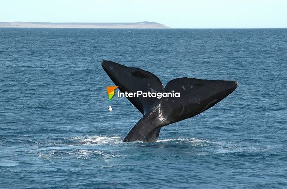 Ritos de cortejo - Ballenas en Patagonia