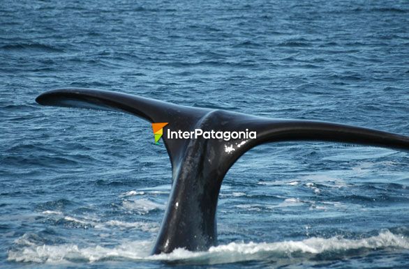 Delicados poderosos - Ballenas en Patagonia