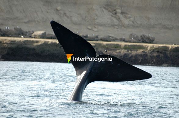 Cercana a la costa - Ballenas en Patagonia