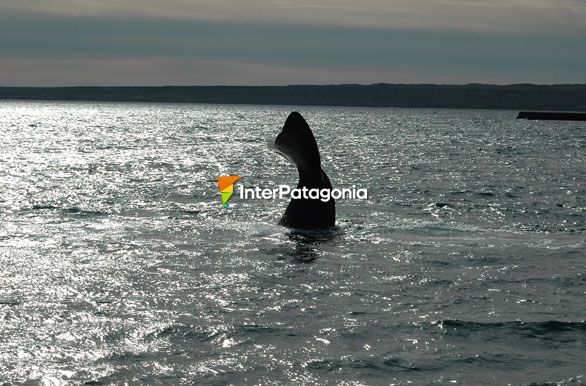 Contorsin - Ballenas en Patagonia