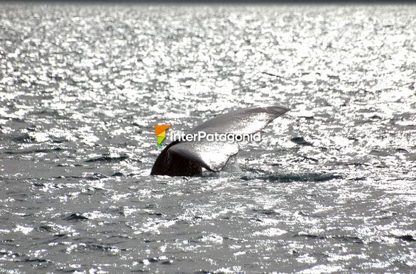 Reflejos - Ballenas en Patagonia