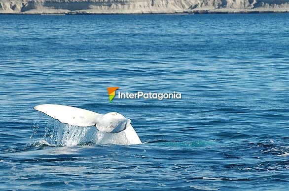 Cachorro albino - Ballenas en Patagonia