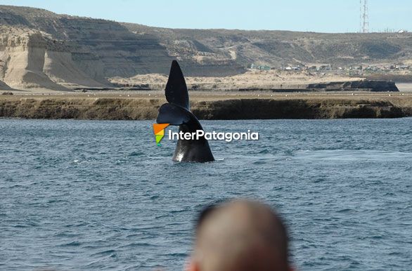 En las costas de Pirmides - Ballenas en Patagonia