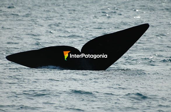 Cola de ballena - Ballenas en Patagonia