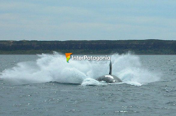 El rito de los saltos - Ballenas en Patagonia