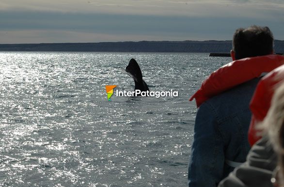Contemplando a los gigantes - Ballenas en Patagonia