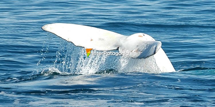 Avistaje de ballenas Franca Austral