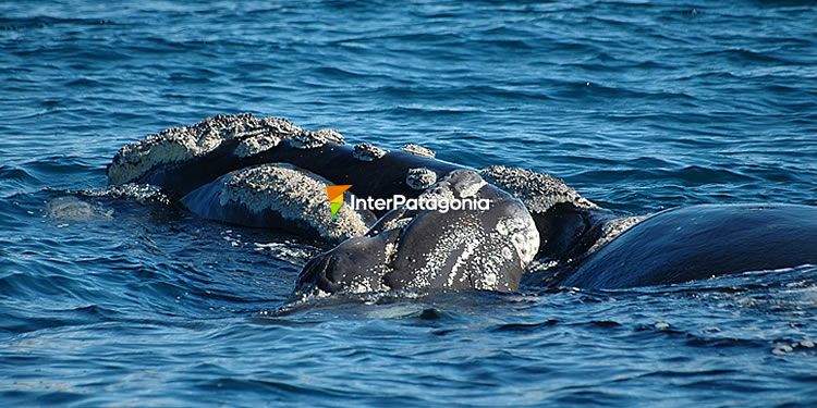 El las ballenas - Madres crías