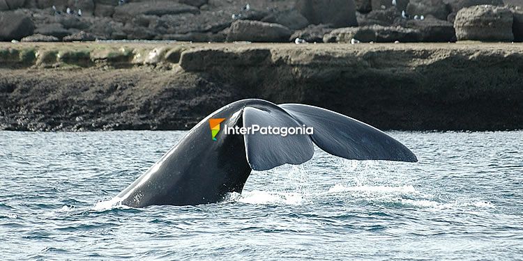 Ballena Franca Austral