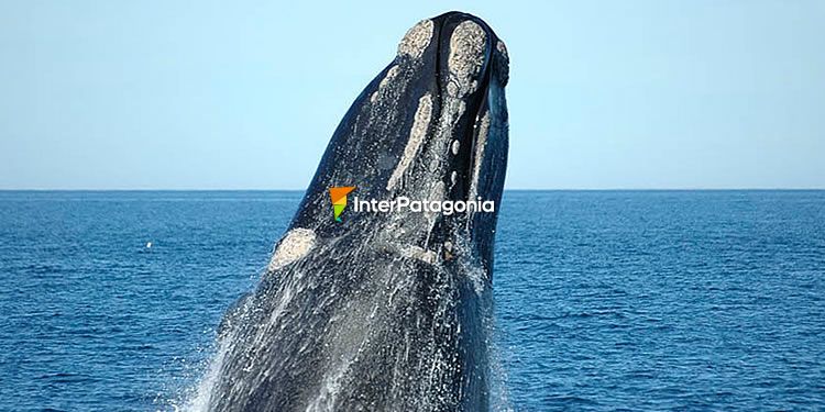 Ballena Franca Austral