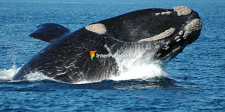 Ballena Franca Austral