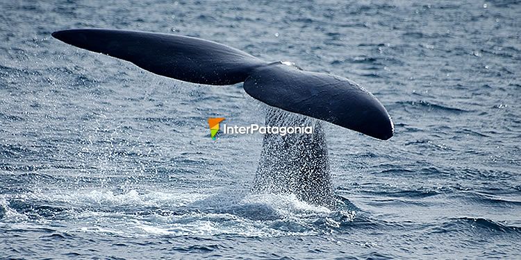 Southern Right Whale