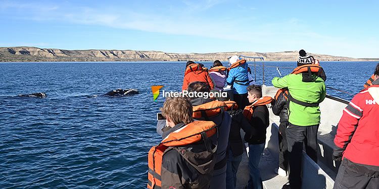 Ballena Franca Austral