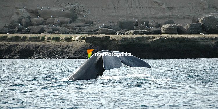 Ballena Franca Austral