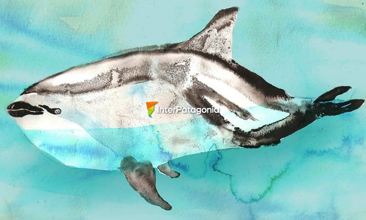 Dusky dolphin