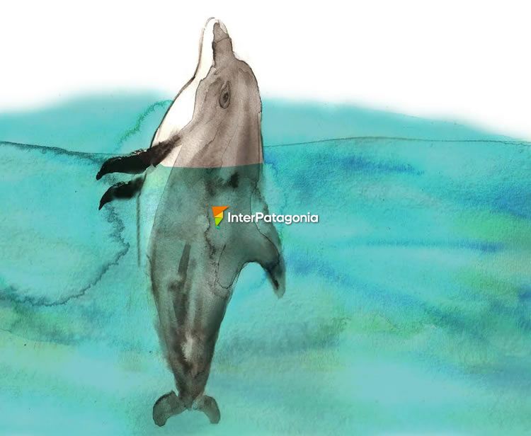 Bottlenose dolphin