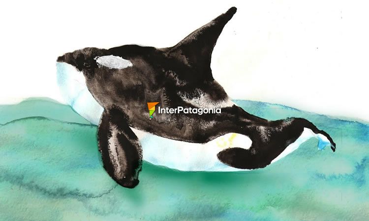 Orca