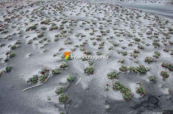 Frutillas en las arenas de La Barra - Puerto Ral Marn Balmaceda