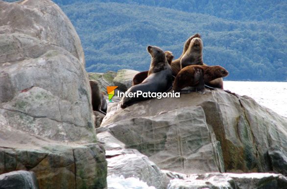 Lobos marinos - Puerto Ral Marn Balmaceda