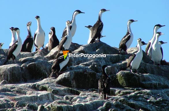 King cormorants - Puerto Ral Marn Balmaceda