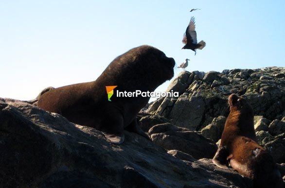 Sea lions and birds - Puerto Ral Marn Balmaceda