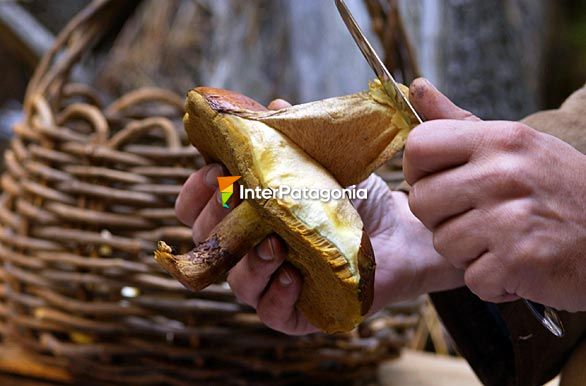 Wild mushroom - San Carlos de Bariloche