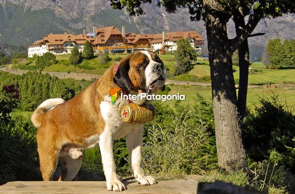 Pet in Bariloche - San Carlos de Bariloche