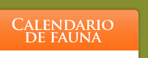 Calendario de Fauna