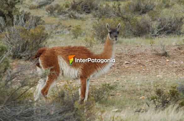 Guanacos - Camarones