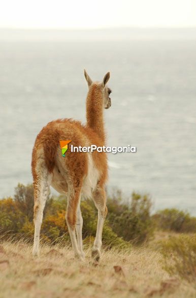 Guanacos frente al mar - Camarones