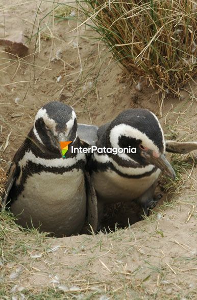 Pingüinera Cabo dos Bahias