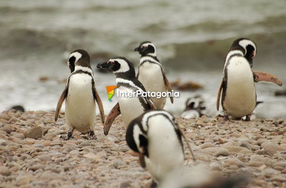 Pingüinos regresando