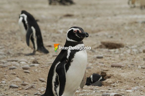 Pingüinera Cabo Dos Bahías (40000 ejemplares)