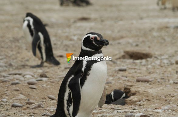 Pinginera Cabo Dos Bahas (40000 ejemplares) - Camarones