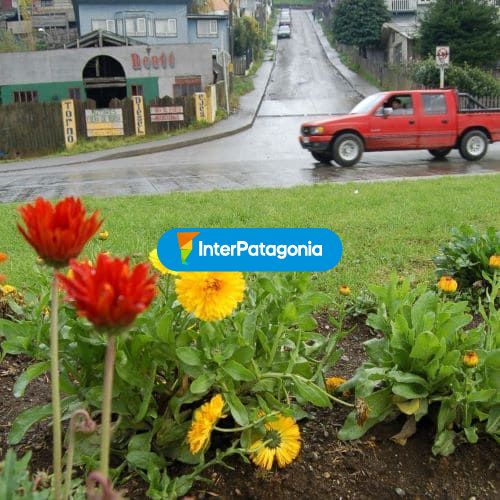 Caléndulas en la costanera