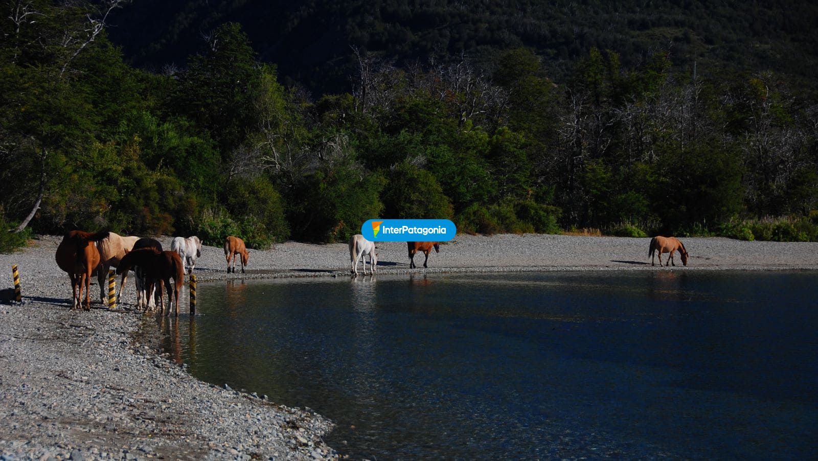 Caballos en la orilla del rio - Caviahue